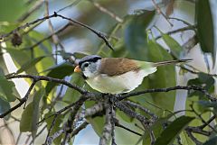 Gray-headed Parrotbill
