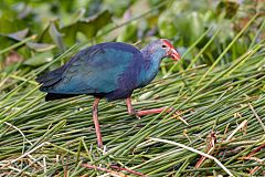 Gray-headed Swamphen