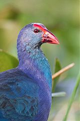 Gray-headed Swamphen