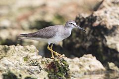 Gray-tailed Tattler