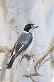 Gray Butcherbird