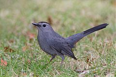 Gray Catbird