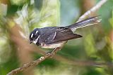 Gray Fantail