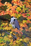 Gray Heron