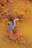 Gray Heron