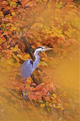 Gray Heron