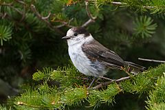 Canada Jay