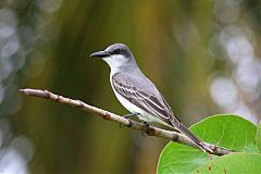 Gray Kingbird