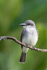 Gray Kingbird