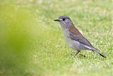 Gray Shrikethrush