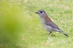 Gray Shrikethrush