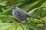 Gray Catbird