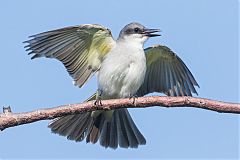 Gray Kingbird