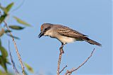 Gray Kingbird