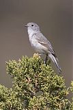 Gray Vireo