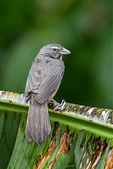 Cinnamon-bellied Saltator