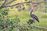 Great-billed Heron