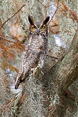 Great Horned Owl