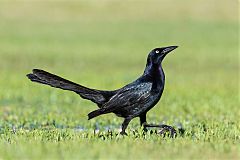 Great-tailed Grackle