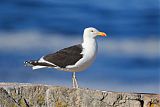 Great Black-backed Gull