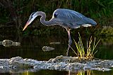 Great Blue Heron