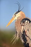 Great Blue Heronborder=