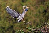 Great Blue Heronborder=