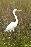 Great Blue Heronborder=