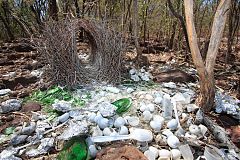 Great Bowerbird