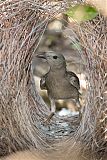 Great Bowerbird