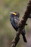 Great Cormorant