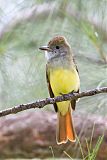 Great Crested Flycatcher