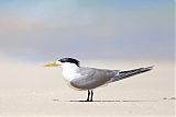 Great Crested Tern