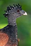 Great Curassow