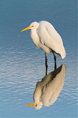 Great Egret