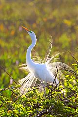 Great Egret