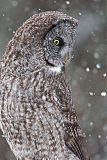 Great Gray Owl