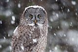 Great Gray Owl