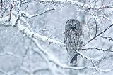 Great Gray Owl