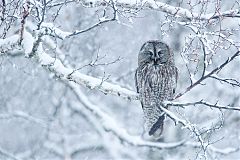 Great Gray Owl