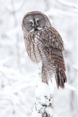 Great Gray Owl