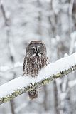 Great Gray Owl