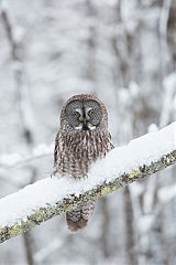 Great Gray Owl