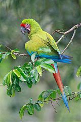 Great Green Macaw