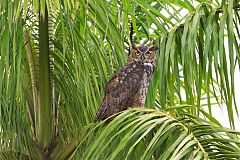 Great Horned Owl