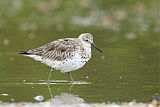 Great Knot