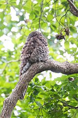 Great Potoo