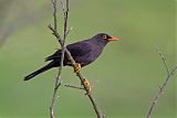 Great Thrush