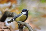 Great Tit