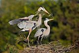 Great Blue Heronborder=